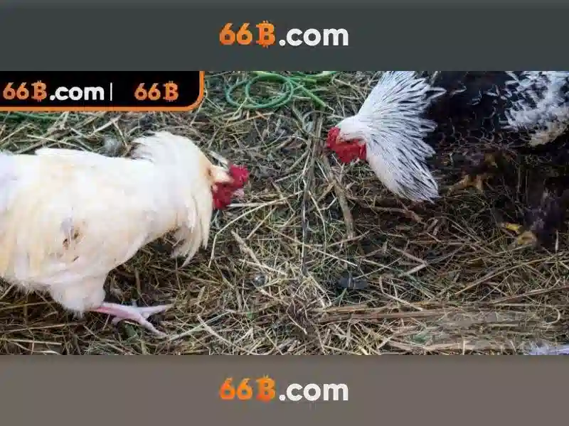 Ứng dụng của 66b