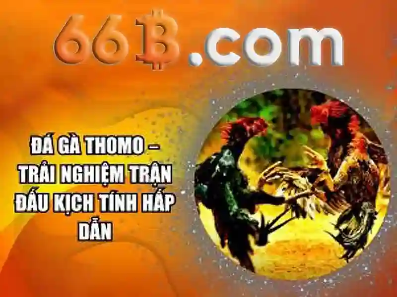 Giới thiệu về kích thước 66B